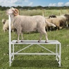 image:imageVEVOR Goat Milking Stand  Deluxe Adjustable 51x23 inch Premier Metal Livestock Stand Durable Headpiece and Nose Loop Height Adjustable 21 to 33 Ideal for Horned Farm Animals WhiteWhite 51x23 Adjustable