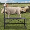 image:imageVEVOR Goat Milking Stand  Deluxe Adjustable 51x23 inch Premier Metal Livestock Stand Durable Headpiece and Nose Loop Height Adjustable 21 to 33 Ideal for Horned Farm Animals WhiteBlack 47x23inch Goat Stand
