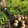 image:imageVEVOR Garden Fork 5Tine Gardening Pitchfork with Metal Handle 41 in Heavy Duty Digging Fork with Y Grip Forged Steel Spading Fork for Hay Potato Composting Transplanting Aeration4Tine