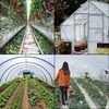 image:imageVEVOR Greenhouse Plastic Sheeting 16 x 25 ft 6 Mil Thickness UV Resistant Clear Polyethylene Film Hoop Green House Cover for Farms Agriculture Garden32 x 25 ft