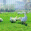 image:imageVEVOR Electric Fence Netting 42H x 164L PE Net Fencing with Posts and DoubleSpiked Stakes Utility Portable Mesh for Goats Sheep Lambs Deer Hogs Dogs for Farms Backyards and Ranches48in168ft