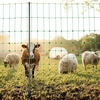 image:imageVEVOR Electric Fence Netting 42H x 164L PE Net Fencing with Posts and DoubleSpiked Stakes Utility Portable Mesh for Goats Sheep Lambs Deer Hogs Dogs for Farms Backyards and Ranches50in x 164ft
