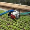 image:imageVEVOR Suction Hose 2 in x 20 ft Green High Quality Hose with Camlock Connectors and Aluminum Fittings Fit Various Pumps for Sewage Treatment Water Transportation and More Agricultural Purposes2 x 20 suction hose  50 Backwash Hose