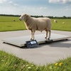 image:imageVEVOR Digital Shipping Scale 01 lbs High Accuracy 660 lbs Postal Scale with LCD Display HoldTare Function amp ACDC Power Supply Fit for Packages Postage Luggage Battery amp Adapter Included660Lbs