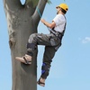 image:imageVEVOR Tree Climbing Spikes 1 Pair HeightAdjustable Climbing Spurs 350lbs Load Capacity Tree Climbing Gear with Straps Arborist Equipment for Climbers Hunting Fruit PickingBlue