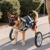 image:imageVEVOR Dog Wheelchair for Back Legs Lightweight 2 Wheels Pet Wheelchair Height Width amp Length Adjustable Dog Cart with ShockAbsorbing Wheels for Injured Disabled DogsLarge for 4888 lbs