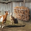 image:imageVEVOR Livestock Feeder 185 Gallons Large Capacity HeavyDuty Steel Goat Hay Rack 244 Long Wall Mounted Horse Hay Holder Multiple Sided Feeding Rack for Sheep Farm Livestock Indoor OutdoorWallMounted