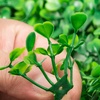 image:imageVEVOR Artificial Boxwood Panel 24pcs 20 x 20 in Green Fake Grass WallGreen