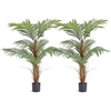 Palm