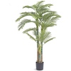 Golden Cane Palm