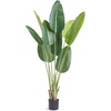Bird of Paradise