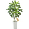 Dracaena Tree